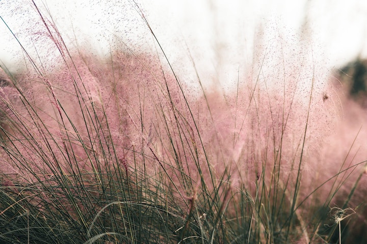 harmless solution for target weeds in your lawn